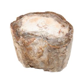 Versteend Hout sokkeltje