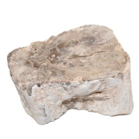 Versteend Hout sokkeltje