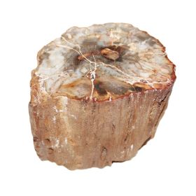 Versteend Hout sokkeltje