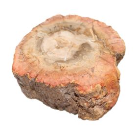 Versteend Hout sokkeltje