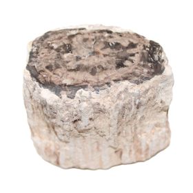 Versteend Hout sokkeltje
