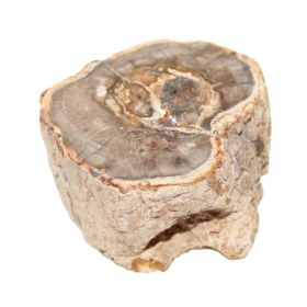 Versteend Hout sokkeltje