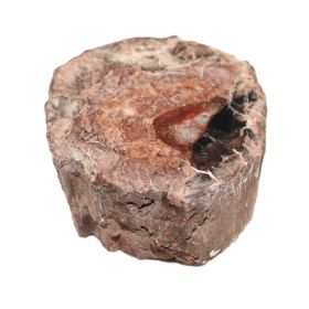 Versteend Hout sokkeltje