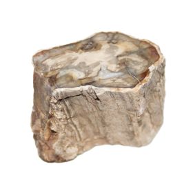 Versteend Hout sokkeltje