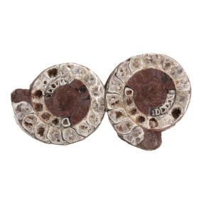 Ammoniet uit Indonesië