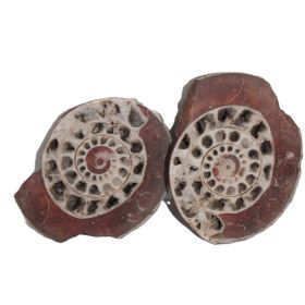 Ammoniet uit Indonesië