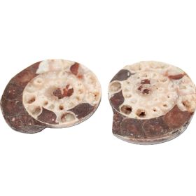 Ammoniet uit Indonesië