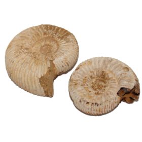 Set van 2 ruwe Ammoniet 