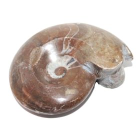 Ammoniet Fossiel 