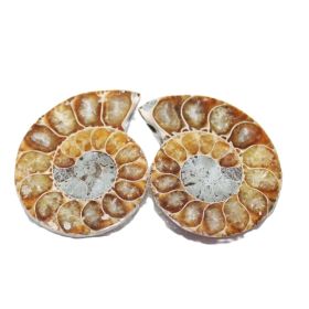 Ammoniet gespiegeld dubbel