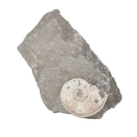 Ammoniet in moedersteen uit Duitsland