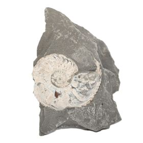Ammoniet in moedersteen uit Duitsland