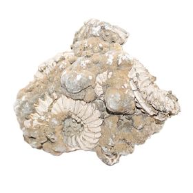 Ammoniet in moedersteen uit Duitsland 2 zijdig