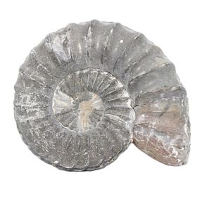 Ammoniet uit Duitsland