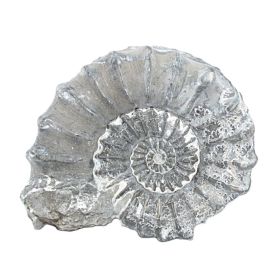 Ammoniet uit Duitsland