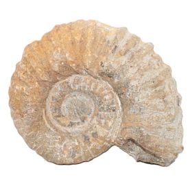 Ammoniet uit Marokko