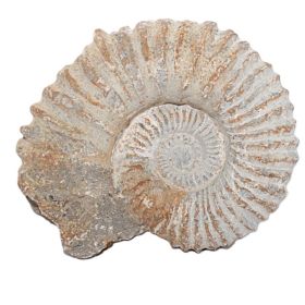 Ammoniet uit Marokko