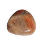 Versteend Hout gepolijst