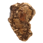 Versteend Hout Schijven